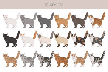Selkirik Rex Kedi Klibi. Tüm ceket renkleri ayarlandı. Tüm kediler karakteristik bilgi kaynaklarına sahiptir. Vektör illüstrasyonu