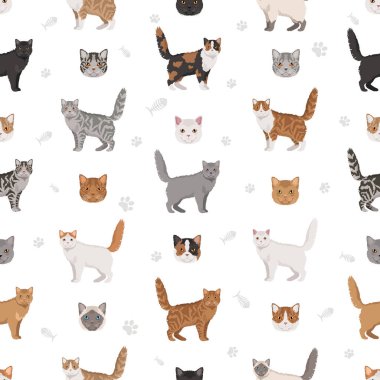 Selkirik Rex Kedi Klibi. Tüm ceket renkleri ayarlandı. Tüm kediler karakteristik bilgi kaynaklarına sahiptir. Vektör illüstrasyonu