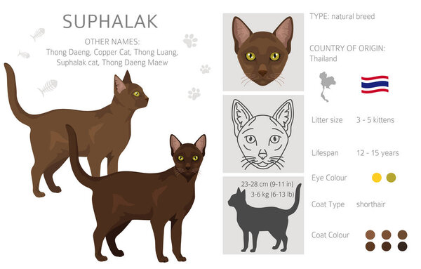 Suphalak Cat clipart. All coat colors set.  All cat breeds characteristics infographic. Vector illustration