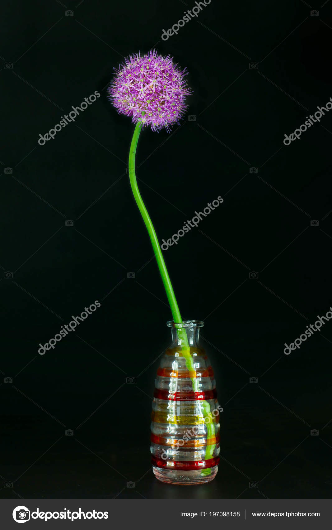 Single Allium Flower Decorative Vase Black Background Stock Photo C A Poselenov 197098158