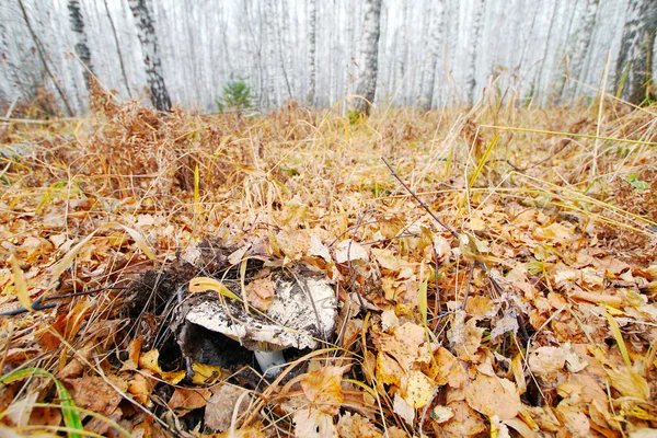 Milk mushroom covered with fallen yellow leaves in the autumn birch forest