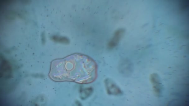 Mikroorganizm Laboratorium Mikrobiologiczne Badania Farmaceutyczne Bakterie Wirusy Pod Mikroskopem — Wideo stockowe
