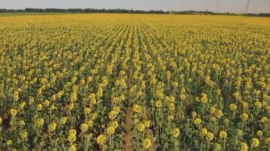 Ayçiçeği tarlasının havadan görünüşü. Organik tarım tarımı. Çiftlik Ayçiçeği tarlası. Ayçiçeği yağı.