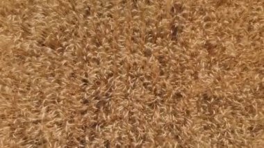 Buğday tarlası. Organik tarım tarımı. Havadan bakıldığında tahıl hasadı..