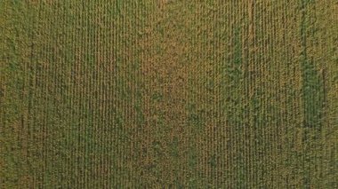 Hava manzaralı ayçiçeği tarlası. Çiftlik arazisi. Ayçiçeği yağı. Organik tarım Tarım.