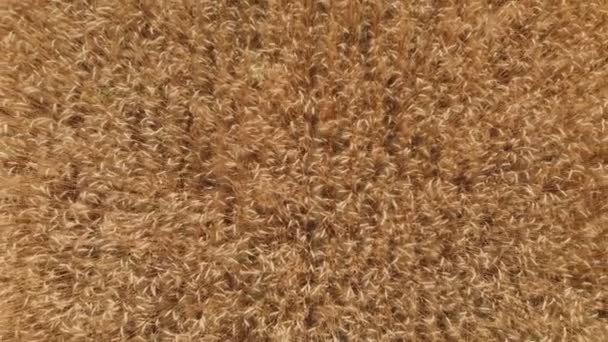 Champ de blé. Vue aérienne la récolte des cultures céréalières. Agriculture biologique Agriculture.