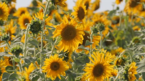 Champ de tournesol. Agriculture biologique Agriculture. Tournesol jaune. Récolte.