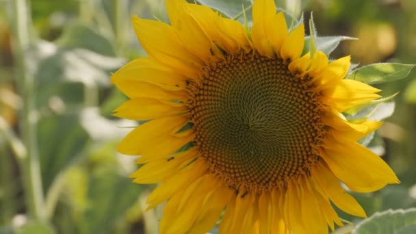 Tête de tournesol jaune en fleurs. Agriculture biologique Agriculture. Champ de tournesol.
