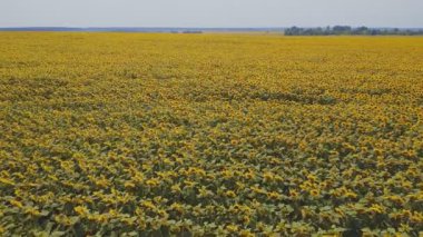 Çiftlik arazisi. Hava manzaralı Ayçiçeği tarlası. Organik tarım tarımı..