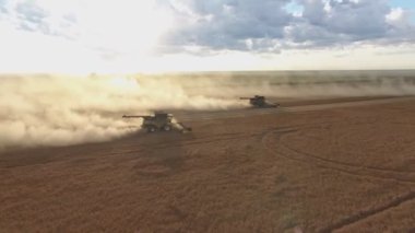 Buğday tarlası. Tarım, hasat işi. Yiyecek endüstrisi. Tarladaki hasatçı..