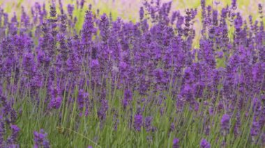 Lavanta çiçeği açıyor. Provence. Lavanta bitkileri. Aromaterapi. Mor çiçekler..