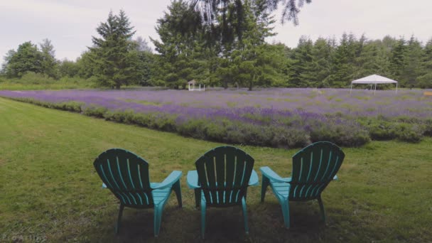 Gazebo para relaxamento. Flor de lavanda florescendo. Provence. Aromaterapia. Flores roxas. — Vídeo de Stock