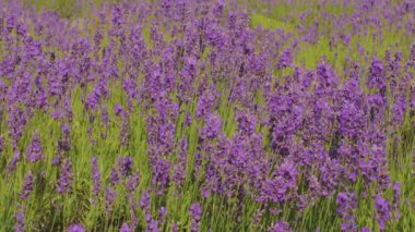 Lavanta çiçeği. Mor çiçekler. Provence. Lavanta bitkileri. Aromaterapi.