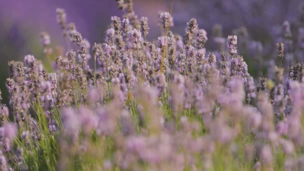 Paarse bloemen. Lavendelbloem bloeit. Aromatherapie. Lavendelplanten. — Stockvideo