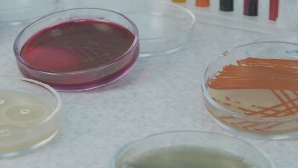 微生物学实验室。科学家与Petri Dishes一起工作。血液检测. — 图库视频影像