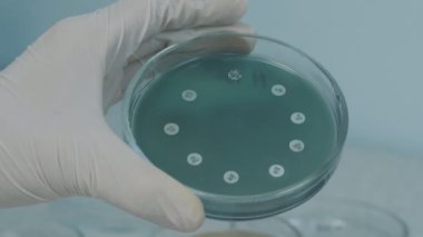 Mikrobiyoloji Laboratuvarı. Bilim adamı Petri Tabaklarıyla Çalışıyor.