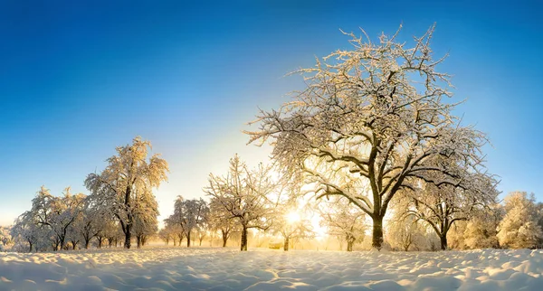 Paisagem Rural Encantada Pela Neve Pelo Sol Inverno Dourado Que — Fotografia de Stock