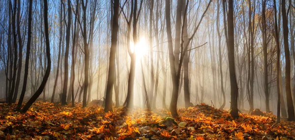 Forêt enchantée par les rayons du soleil en hiver ou en automne — Photo