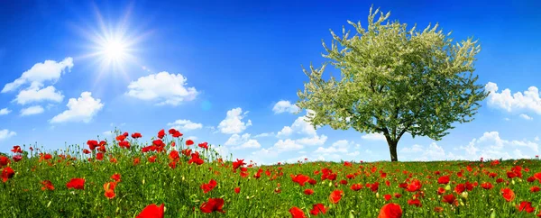 꽃 양 귀 비 꽃과 다채로운 초원에 론 트리 — 스톡 사진