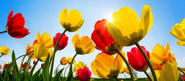 Piękne czerwone i żółte tulipany pozdrowienie słońca — Zdjęcie stockowe
