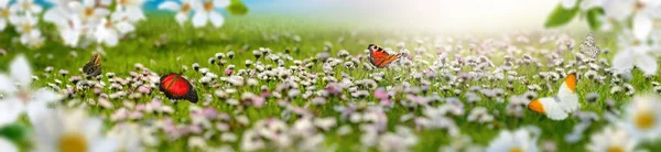 梦乡春天的风景全景与鲜花和蝴蝶 — 图库照片