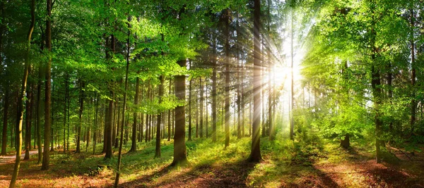 Belos raios de luz solar em uma floresta verde — Fotografia de Stock