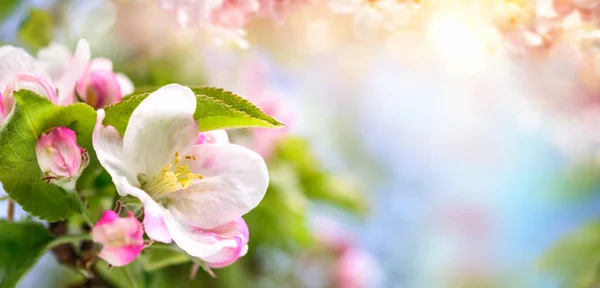 Fondo de flores de primavera en hermosos colores —  Fotos de Stock
