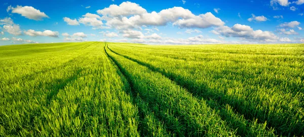 Stora gröna fält panorama med fin blå himmel — Stockfoto