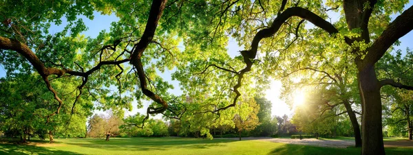 Tranquil panoramic scenery in a beautiful park — Stock Photo, Image