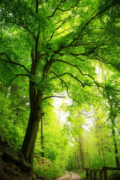 Μεγαλοπρεπή δέντρο στο πράσινο δάσος — Φωτογραφία Αρχείου