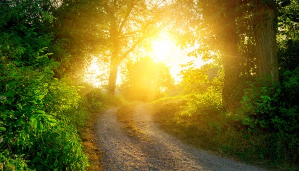 Calea rurală iluminată de soarele auriu — Fotografie, imagine de stoc