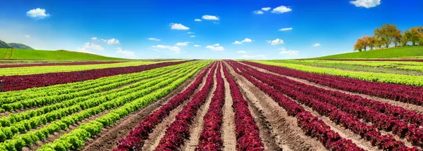 Salatfeld mit blauem Himmel, Panoramaaufnahme — Stockfoto