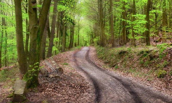 Skogs landskap med mjukt ljus — Stockfoto