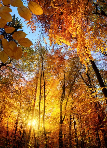 Beautiful autumn sunlight in a forest — Stock Photo, Image