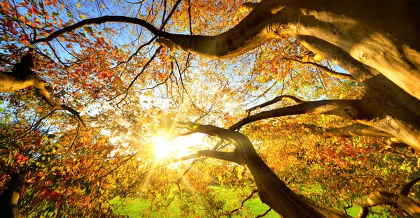 Осенний солнечный свет сквозь большое дерево — стоковое фото