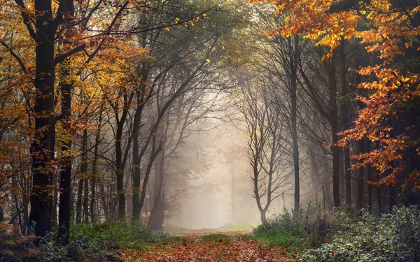 霧の多い秋の森のアーチを形作る木々 — ストック写真