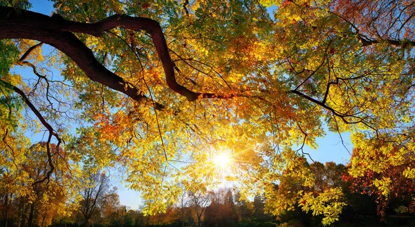 色とりどりの秋の枝を通して輝く太陽 — ストック写真