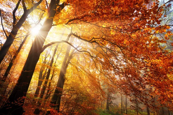 Cenário de outono colorido em uma floresta — Fotografia de Stock