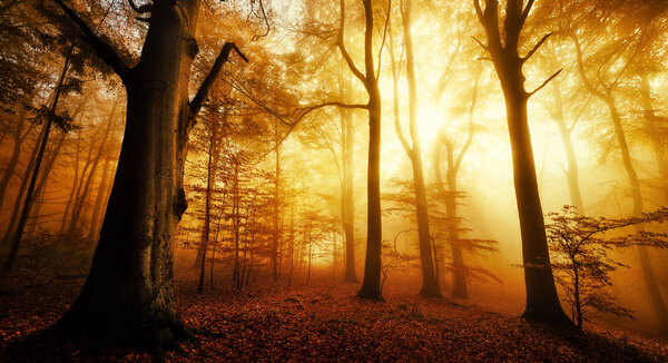 Dramatic scenery in a forest in autumn or winter, with silhouettes of trees and the rays of sunlight warming the color of the fog