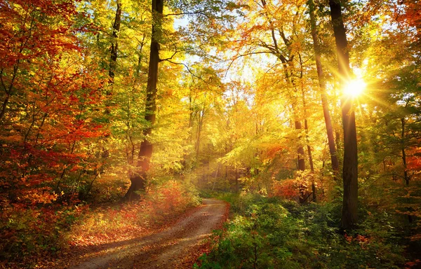 Kleurrijke herfst bos — Stockfoto