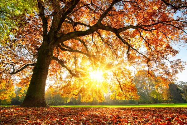 Majestueuze Eik bij zonsondergang herfst — Stockfoto