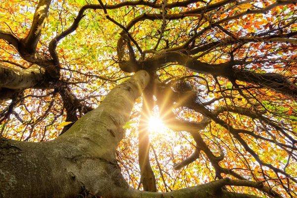 Sol brilhando através da coroa de uma árvore — Fotografia de Stock