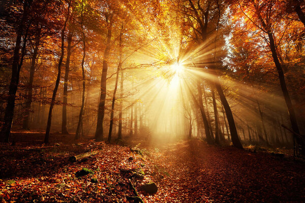 Dramatic scenery in a forest on a misty autumn day, with silhouettes of trees and the rays of sunlight warming the color of the fog