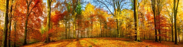 Πανόραμα πολύχρωμο δάσος το φθινόπωρο — Φωτογραφία Αρχείου