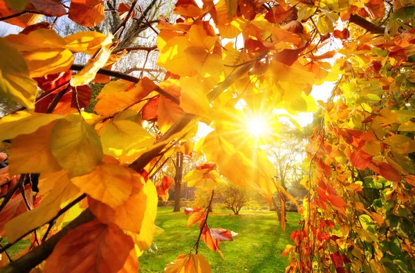 Promienie słoneczne przez jesienne liście — Zdjęcie stockowe