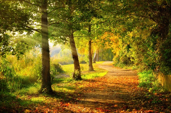 Rustige wandelpad in een park in de herfst — Stockfoto