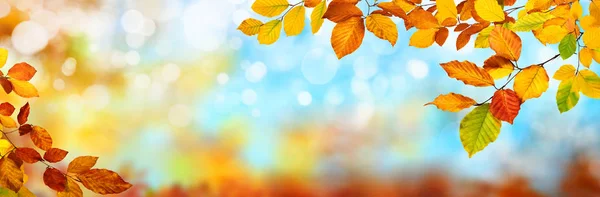 Colorful autumn background, extra wide — Stock Photo, Image