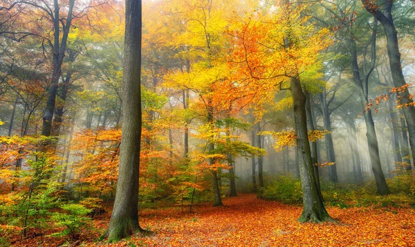 Cores de outono na floresta nebulosa — Fotografia de Stock