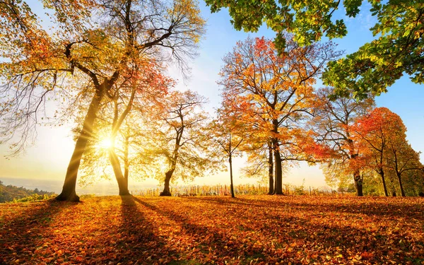 Herfst landschap voor zonsondergang in een park — Stockfoto