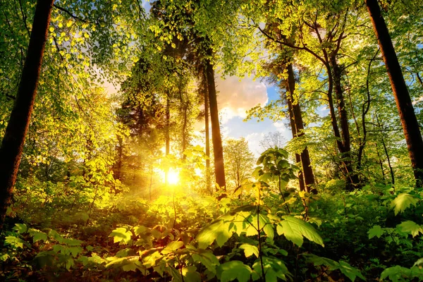 Luminous Scenery Forest Clearing Park Foliage Nicely Illuminated Warm Sunset — Stock Photo, Image